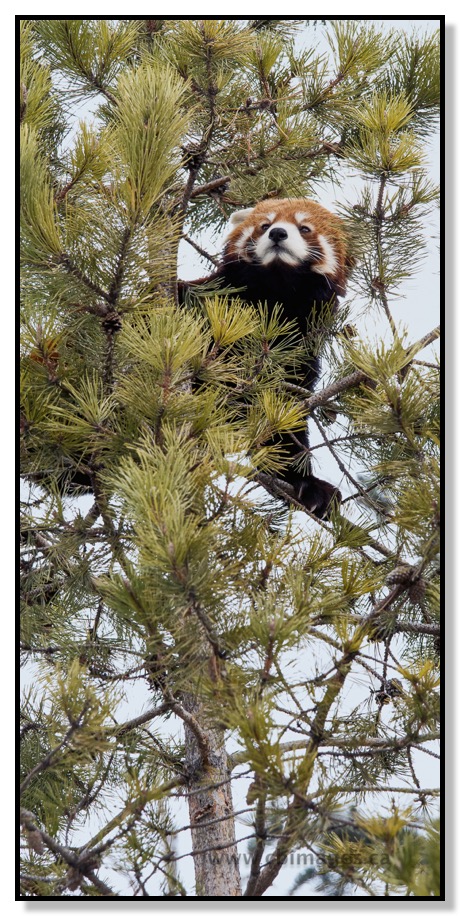  Red Panda in Tree at Calgary Zoo