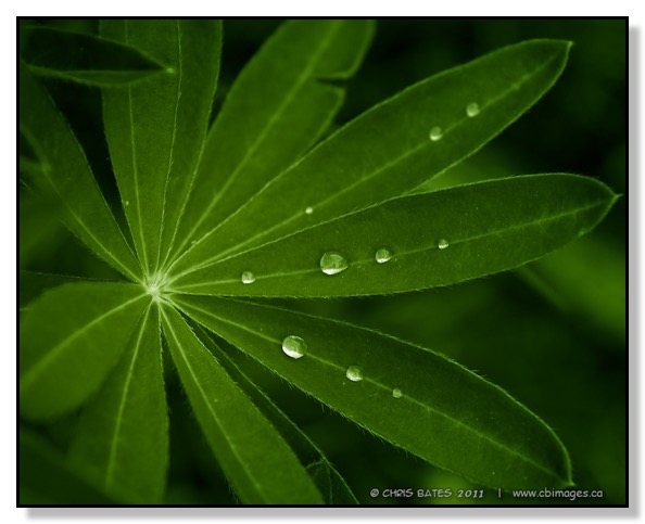 Nature, water drops, flower, green, Red Deer, Alberta