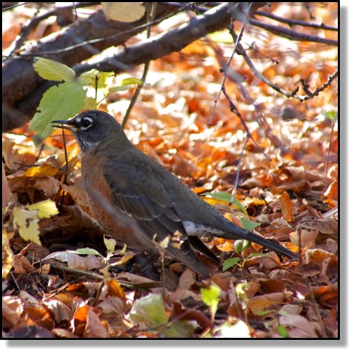 American Robin, Chris Bates Photography, Red Deer, Alberta, Canada, nature, fall, spring