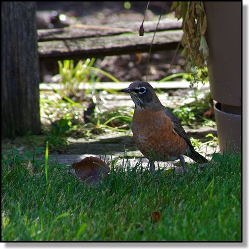 American Robin, Chris Bates Photography, Red Deer, Alberta, Canada, nature, fall, spring