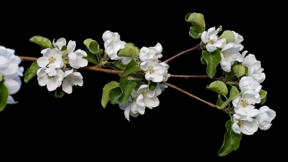 Apple Blossoms 201006IMG_8609