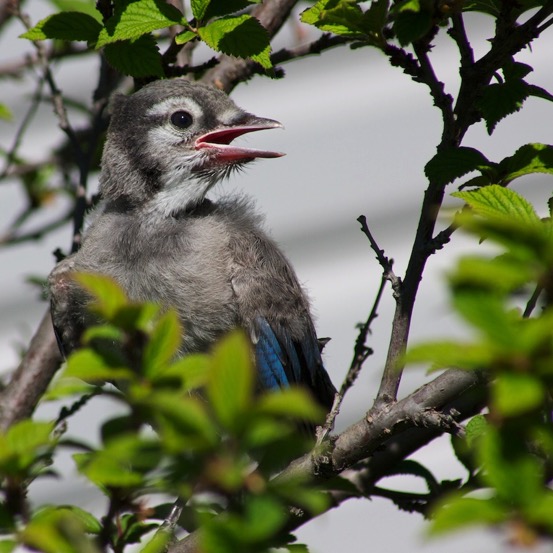 Baby Jay 201006IMG_0234