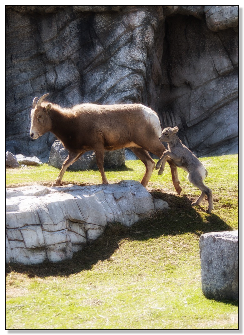 Baby Mountain Sheep with Mom Tall Calgary Alberta