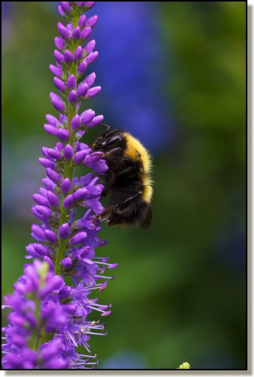 Bee Flower Macro Chris Bates Photography