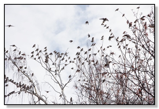 Bohemian Waxwings, Mountain Ash, Birds, Feeding