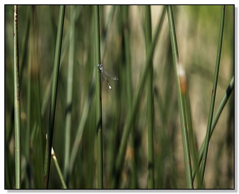 Blue Eyes Dragonfly II