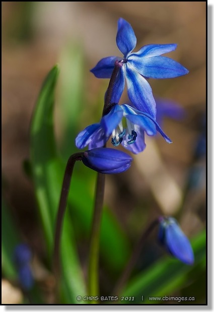 Blue Flower Macro Spring Red Deer Alberta Canada