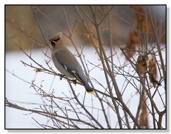 Feeding Waxwing Bohemian Red Deer Alberta Canada Nature 