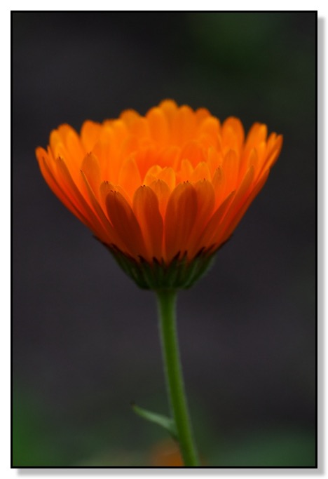 orange flower nature chris bates photography red deer alberta canada