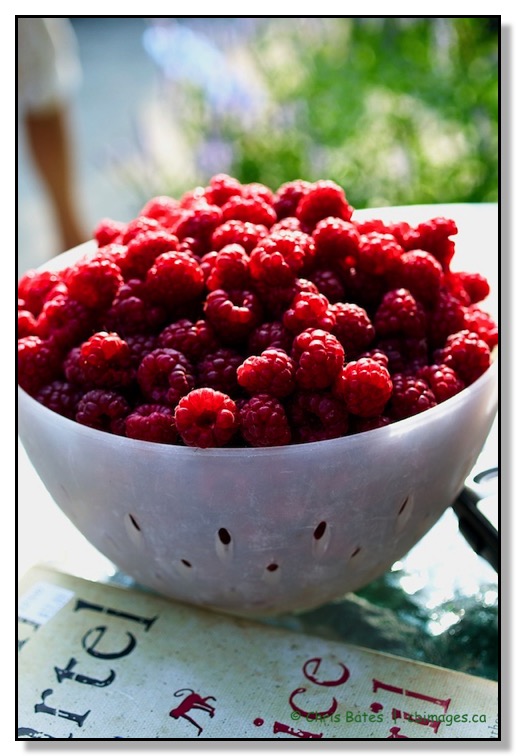 Raspberry, Alberta, Canada, Red, Still life, harvest