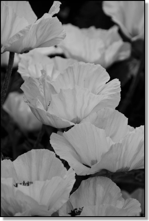 Poppies Remembrance Day Veterans Day