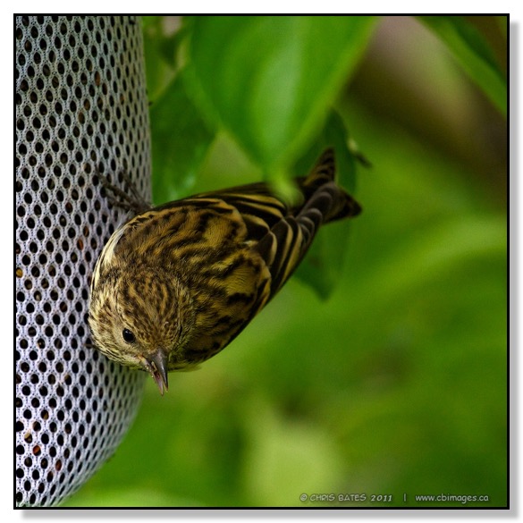 Pine Siskin, Nyger Seed Feeder, birding, Red Deer, Alberta, Canada