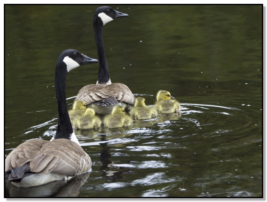 Canadian Geese Family