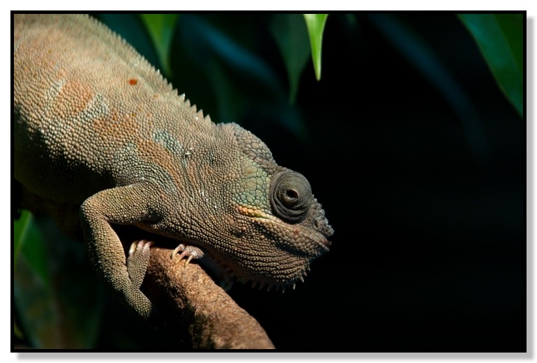 Chameleon, Lizard, Warm, Calgary Zoo