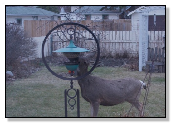 Deer at Feeder, nuisance, backyard, nature