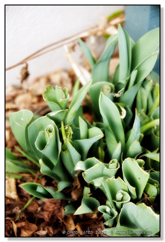 Tulips eaten by deer, Red Deer, Alberta, nature, nuisance