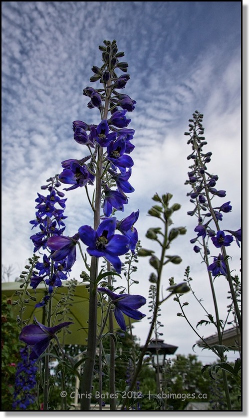 flower, tall, blue, sky, clouds