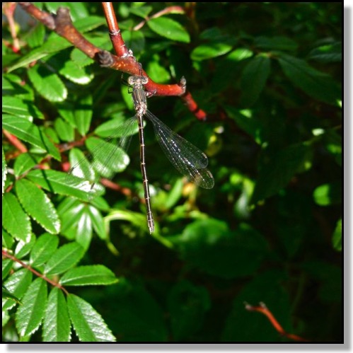 Dragonfly, Chris Bates Photography, Nature, Macro, Red Deer, Ablerta, Canada