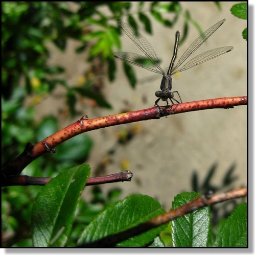 Dragonfly, Chris Bates Photography, Nature, Macro, Red Deer, Ablerta, Canada