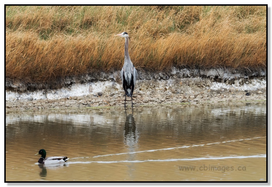 Duck and Heron