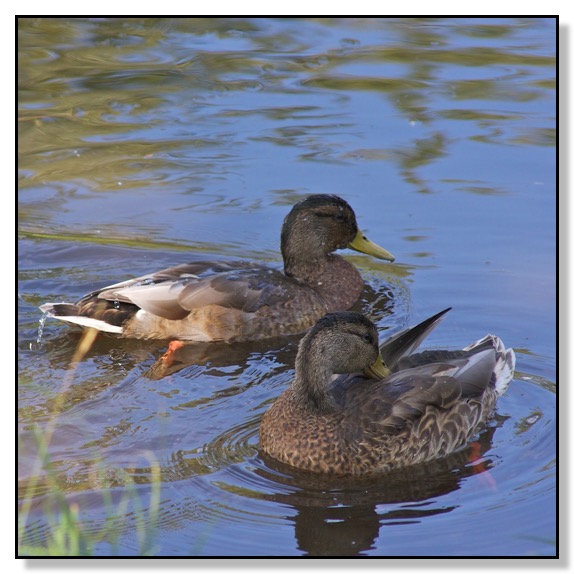 Chris Bates Photographer Red Deer Alberta Canada duck nature pond
