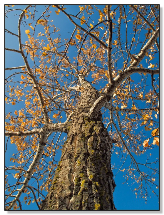 Chris Bates Photographer Red Deer Alberta Canada Tree Fall Leaves color colour bark
