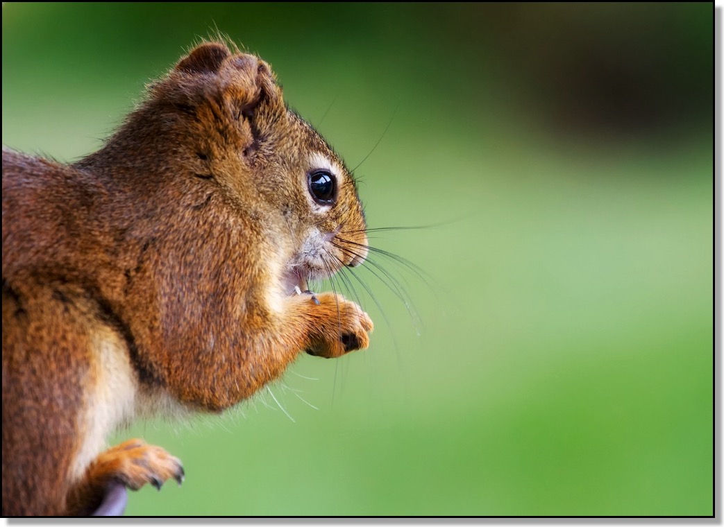 Feeding Squirrel