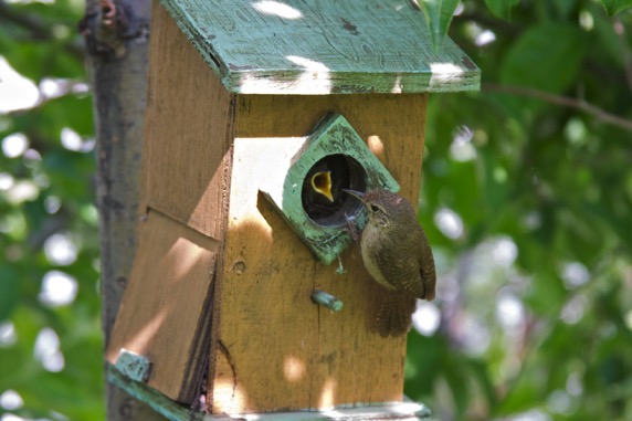 Feeding Time 201007IMG_0559