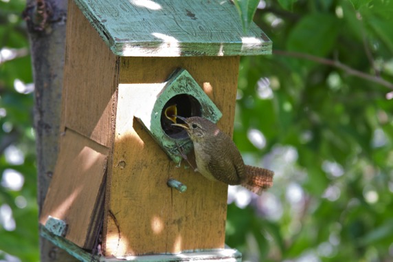 Feeding Time 201007IMG_0563 (1)