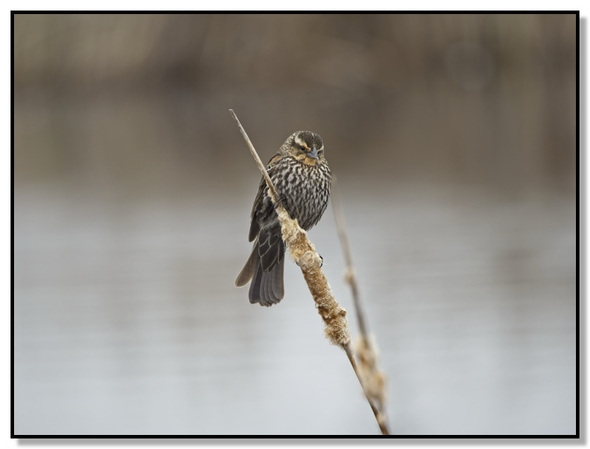 Female Red Winged Blackbird