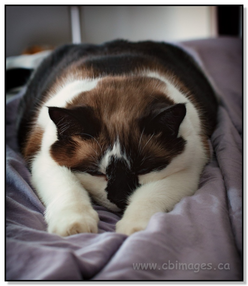 Goose and the clean sheets