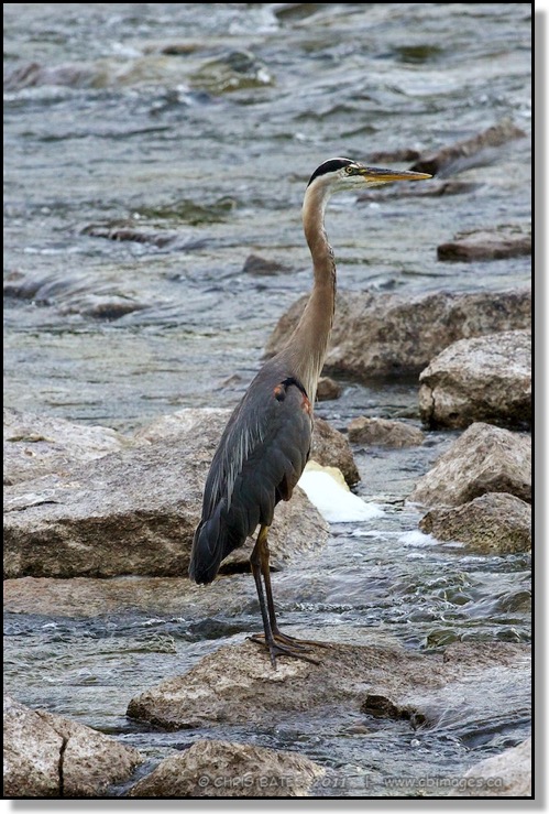 Great Blue Heron, Youngs Point Ontario