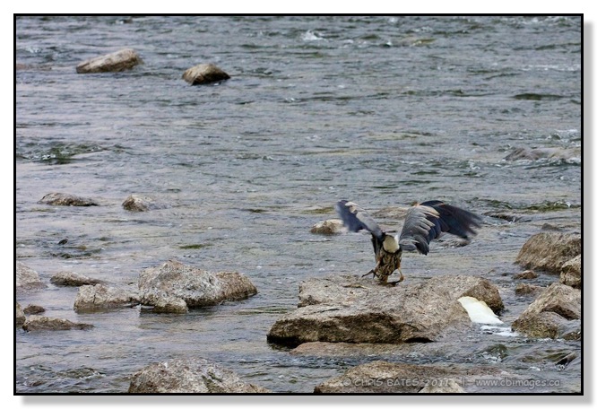 Great Blue Heron, Strike, fishing