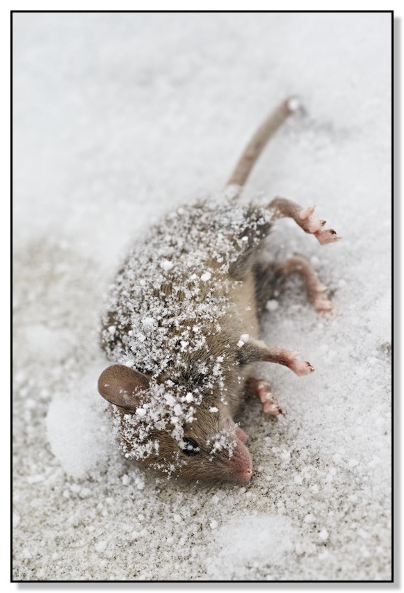 Death Mouse Cold Winter snow covered