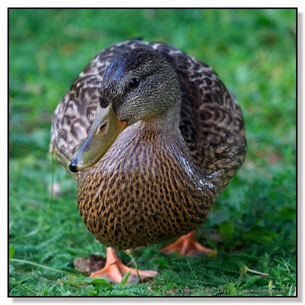 Duck, Peterborough, Ontario, feed, tame