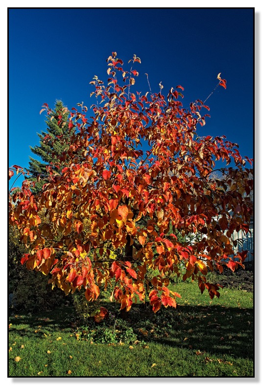 Chris Bates Photography, Red Deer, Alberta, Canada, nature, leaves, fall, colour, apple tree