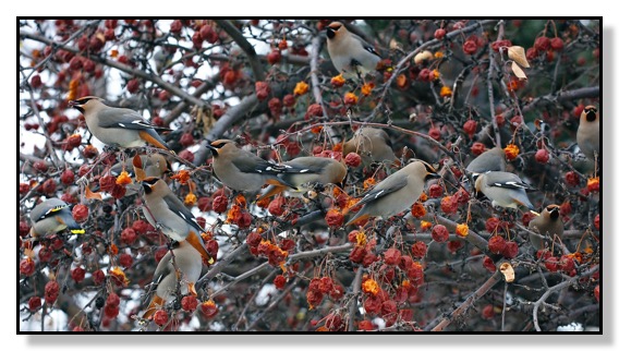 Waxwings, Chris Bates, Photography, nature, Red Deer, Alberta, Canada