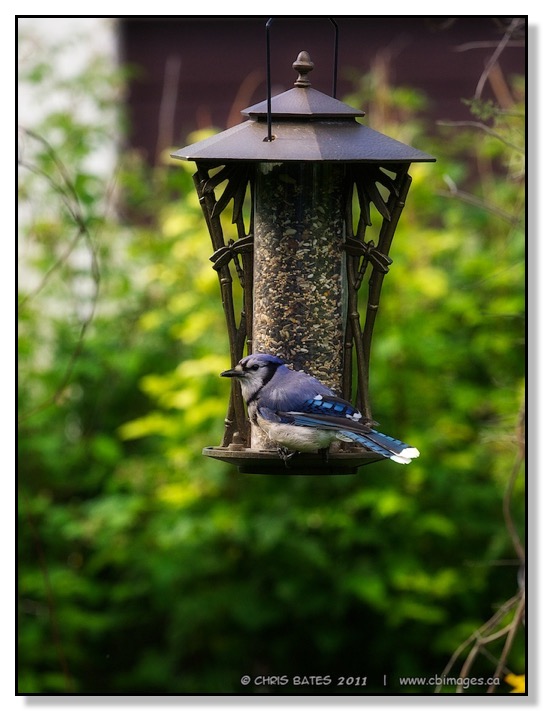 Blue Jay, Feeder, bokeh, nature