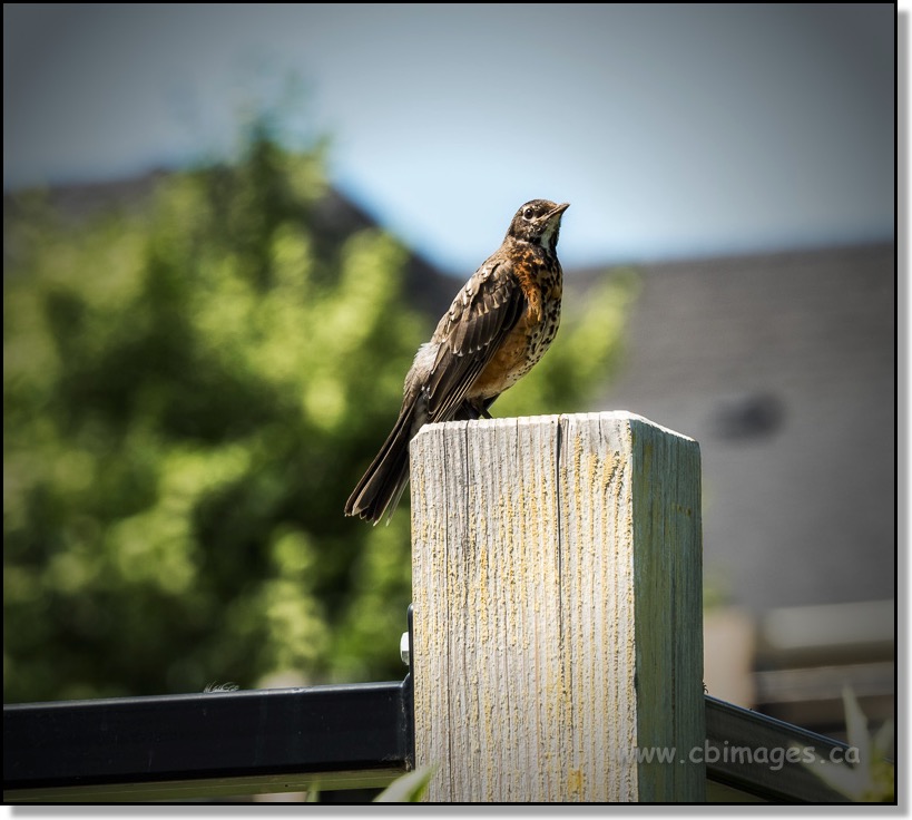 Juvenile Robin