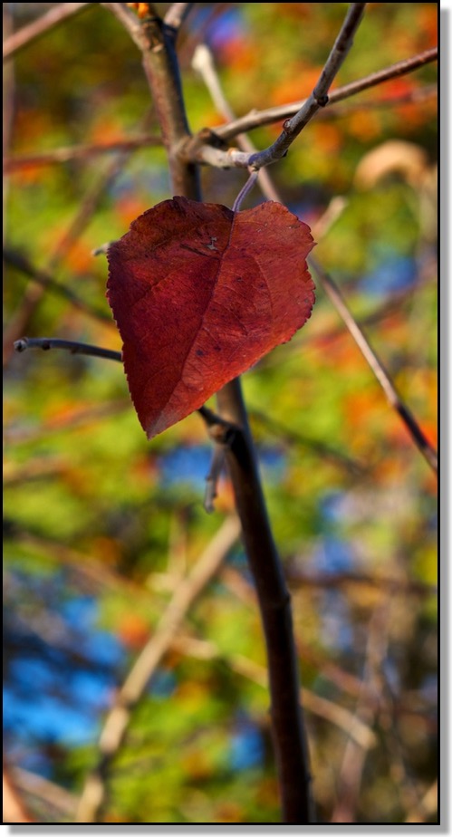 Leaf, Fall, Nature, Apple Tree, Chris Bates, Red Deer, Alberta, Canada, Photography