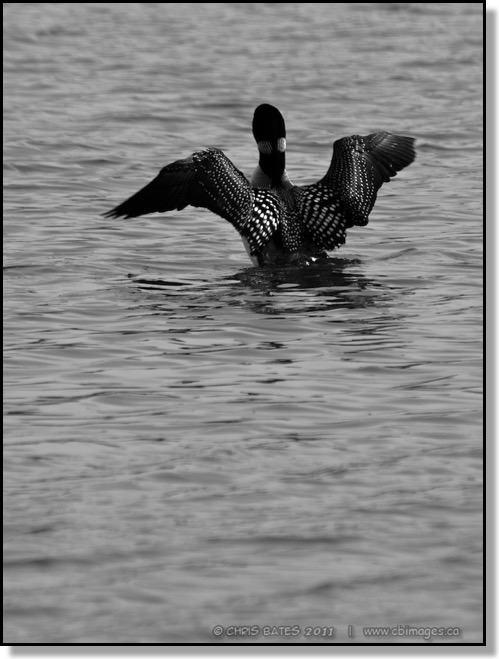 Common Loon, Kerry Wood Nature Centre, Red Deer, Alberta