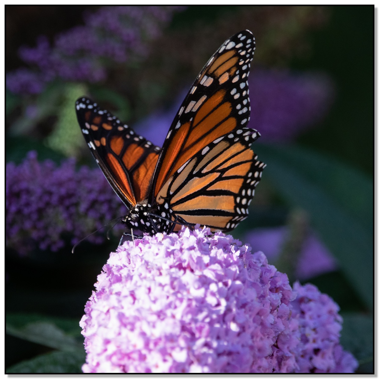 Monarch on Butterfly Bush