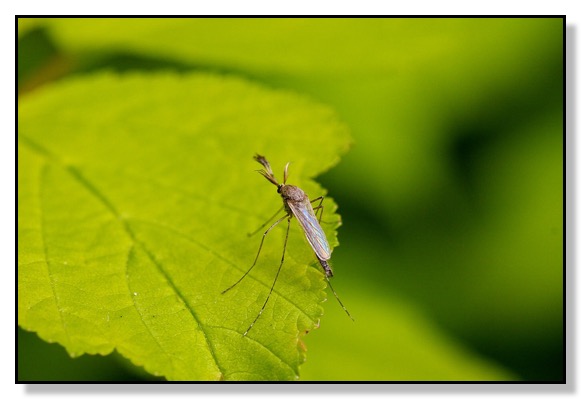 Chris Bates Photography Nature Mosquito Leaf