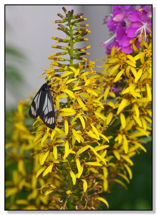 Moth Mosquito Flower Macro Chris Bates Photography