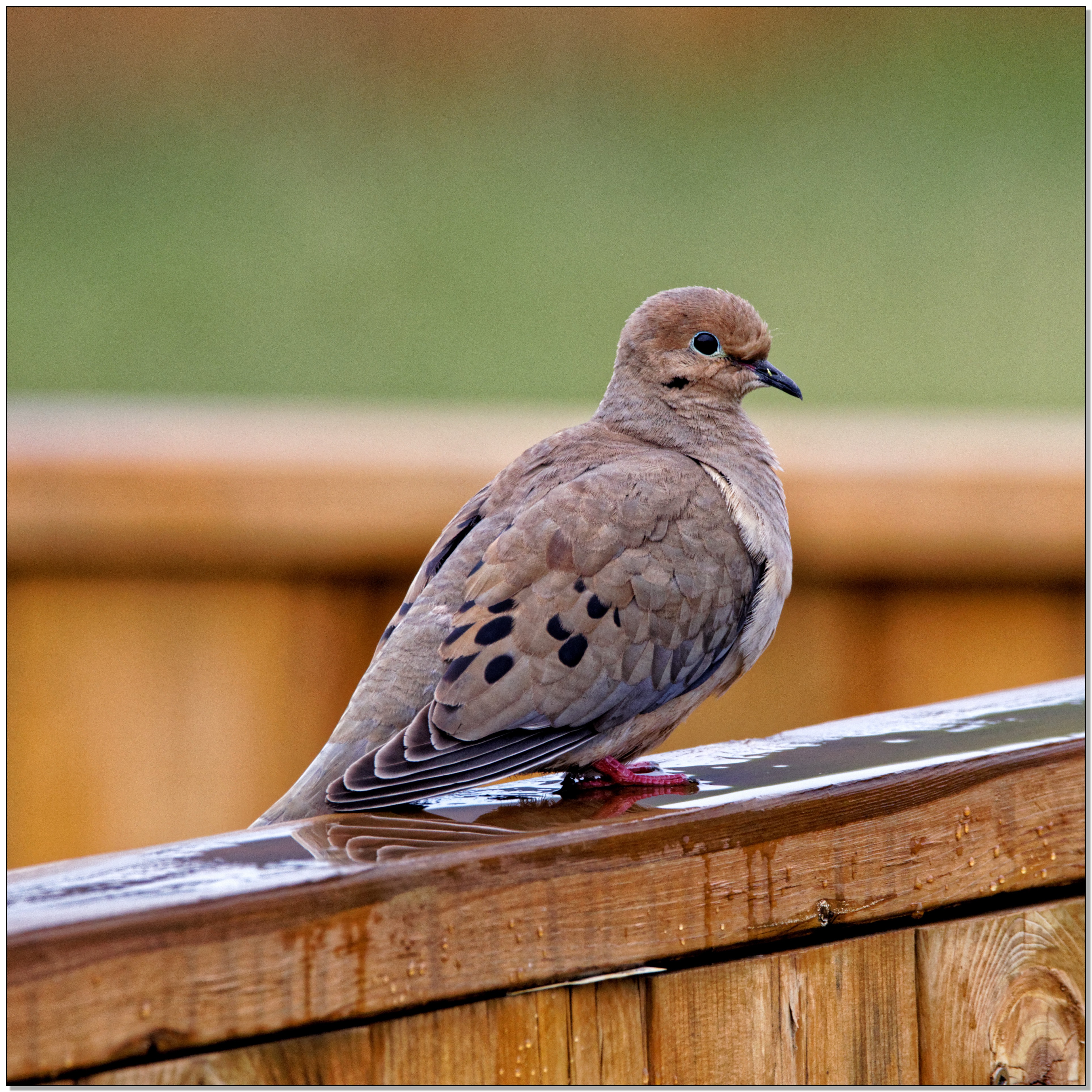 Mourning Dove