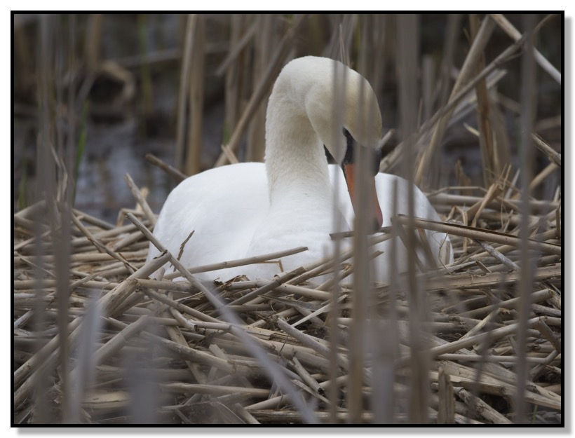 Nesting Swan