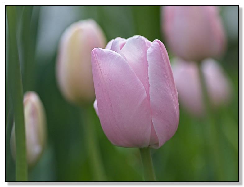 Pink Tulip