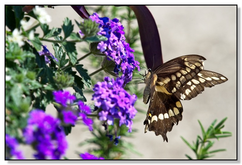 Pool Butterfly 2018