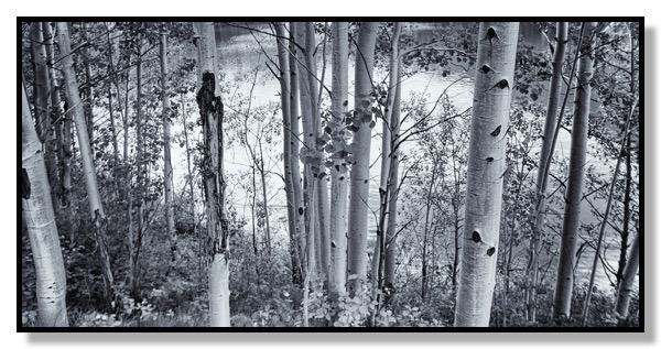 Poplar Stand Mt Lorette Pond