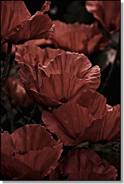 Poppies Remembrance Day Veterans Day